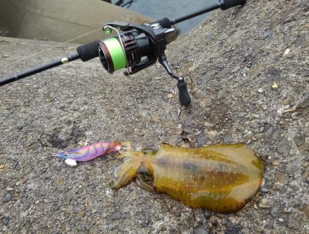 エギング秋シーズン開幕！